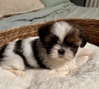 Abigale , a female Shih Tzu for sale in Bixby, OK – 1 of 5