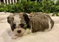 processed/05f44c1c-ab28-467a-9cfd-2c50eeeec8b9/listing/4151f7c2-af6a-48dc-b4f6-a9dbe13058a9/afe9e8ae-0c90-4d77-9486-624a0331e211