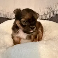 Sally, a female Shih Tzu for sale in Bixby, OK – 2 of 5