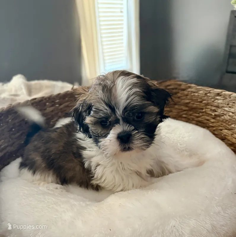 Bo  – Shih Tzu puppy for sale in Bixby, OK