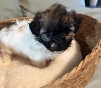 Lilly, a female Havanese and Shih Tzu for sale in Bixby, OK – 2 of 5