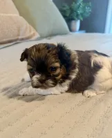 Angel, a female Shih Tzu for sale in Bixby, OK – 4 of 5