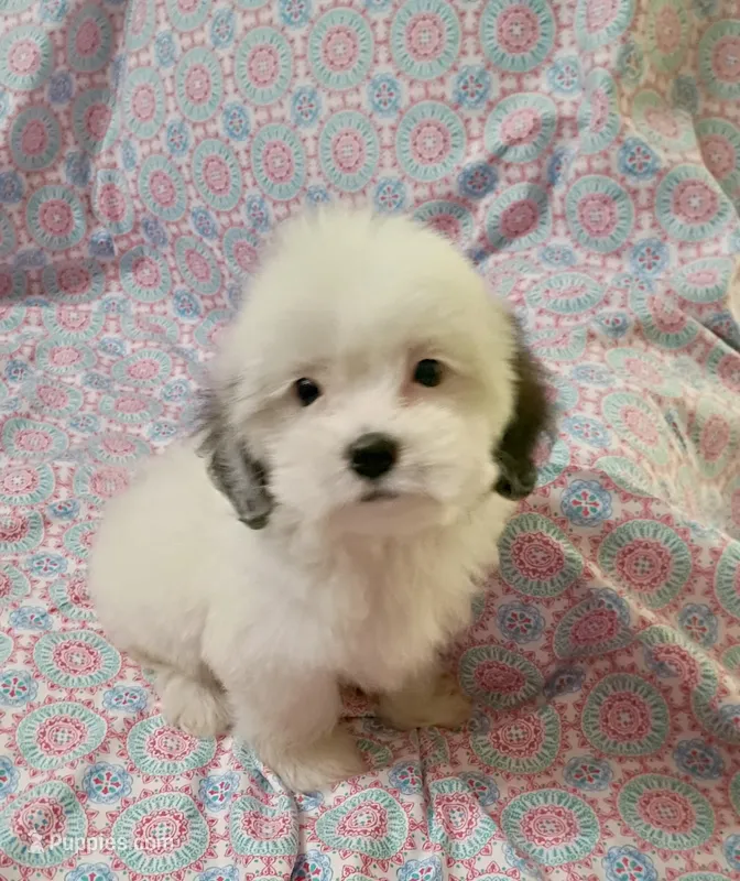 Sally – Shih Tzu puppy for sale in Bixby, OK
