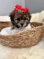 Peanut, a male Havanese and Shih Tzu for sale in Bixby, OK – 6 of 6