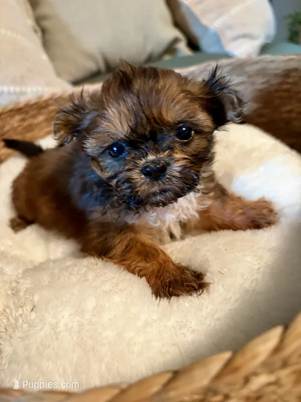 Sally – Shih Tzu puppy for sale in Bixby, OK