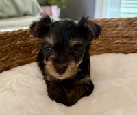 Teddy, a male Yorkshire Terrier for sale in Bixby, OK – 2 of 3