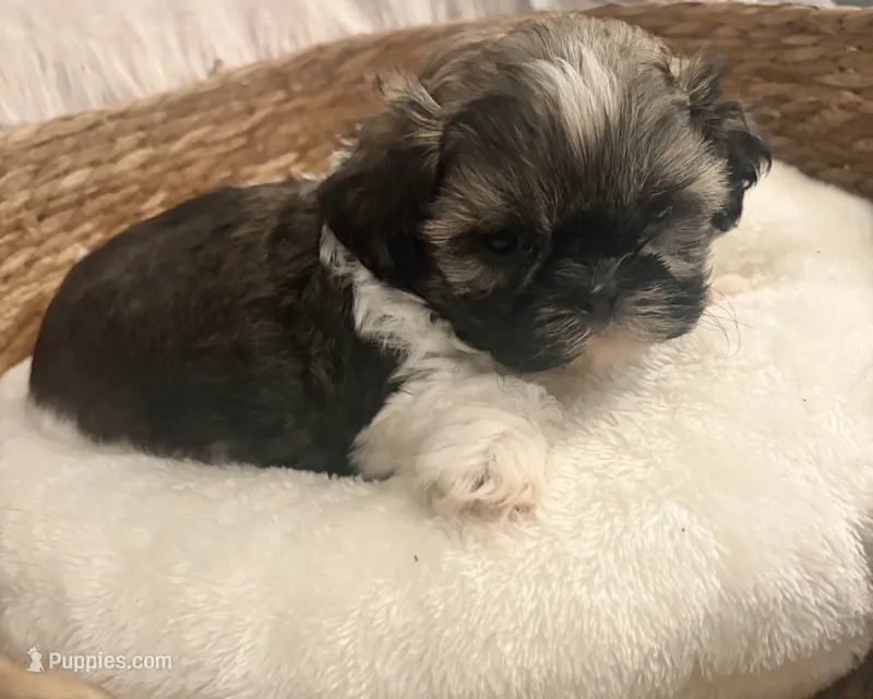Barney  – Shih Tzu puppy for sale in Bixby, OK