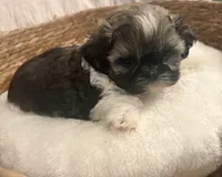 Barney , a male Shih Tzu for sale in Bixby, OK – 1 of 6