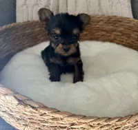Boomer, a male Yorkshire Terrier for sale in Bixby, OK – 2 of 3