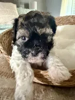 Carl, a male Shih Tzu for sale in Bixby, OK – 7 of 9
