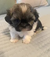 Barney , a male Shih Tzu for sale in Bixby, OK – 2 of 6