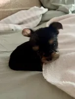 Teddy , a male Yorkshire Terrier for sale in Bixby, OK – 2 of 4