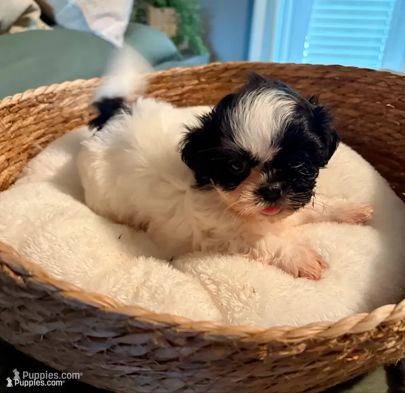 Theodore – Shih Tzu puppy for sale in Bixby, OK