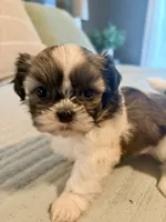 Bella, a female Shih Tzu for sale in Bixby, OK – 8 of 8