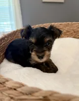 Claire, a female Yorkshire Terrier for sale in Bixby, OK – 2 of 4