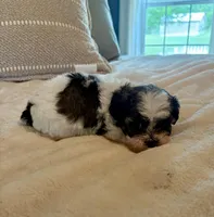 Travis, a male Havanese and Shih Tzu for sale in Bixby, OK – Photo 2 of 4