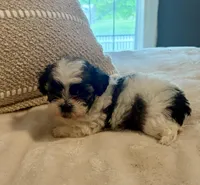 Travis, a male Havanese and Shih Tzu for sale in Bixby, OK – Photo 3 of 4