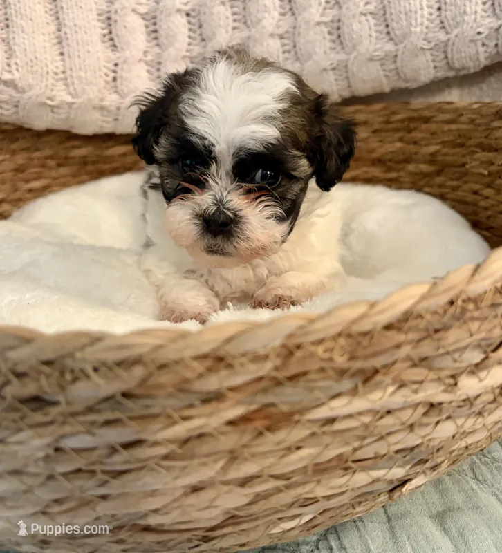 Travis – Havanese, Shih Tzu puppy for sale in Bixby, OK