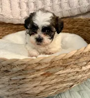 Travis, a male Havanese and Shih Tzu for sale in Bixby, OK – Photo 1 of 4