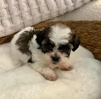 Travis, a male Havanese and Shih Tzu for sale in Bixby, OK – Photo 4 of 4