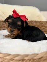 Joey, a male Yorkshire Terrier for sale in Bixby, OK – 1 of 5