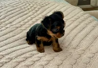 Joey, a male Yorkshire Terrier for sale in Bixby, OK – 3 of 5