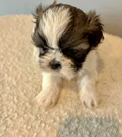 Leroy, a male Shih Tzu for sale in Bixby, OK – 3 of 5