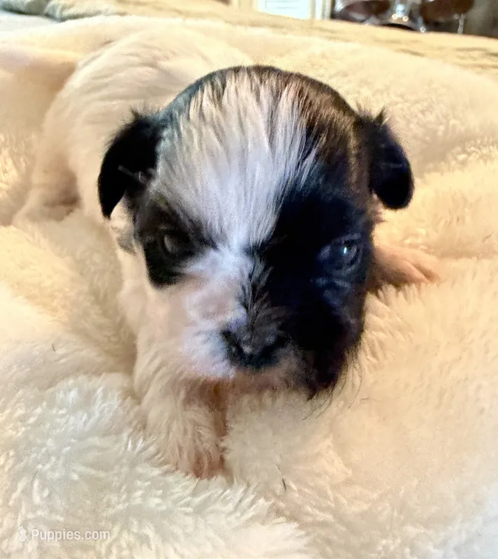 Theodore – Shih Tzu puppy for sale in Bixby, OK