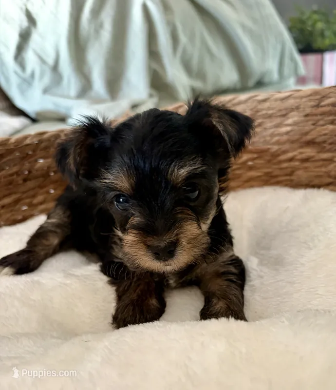 Claire – Yorkshire Terrier puppy for sale in Bixby, OK