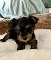 Claire, a female Yorkshire Terrier for sale in Bixby, OK – 1 of 4