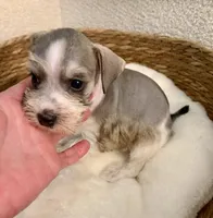 Sammy , a male Miniature Schnauzer for sale in Bixby, OK – Photo 3 of 5
