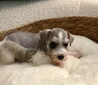 Sammy , a male Miniature Schnauzer for sale in Bixby, OK – Photo 4 of 5