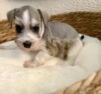 Sammy , a male Miniature Schnauzer for sale in Bixby, OK – Photo 1 of 5