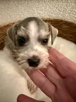 Sammy , a male Miniature Schnauzer for sale in Bixby, OK – Photo 2 of 5