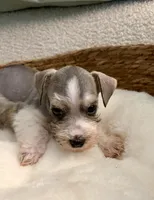 Sammy , a male Miniature Schnauzer for sale in Bixby, OK – Photo 5 of 5