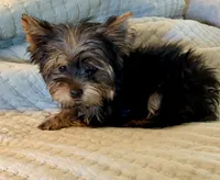 Max, a male Yorkshire Terrier for sale in Bixby, OK – 5 of 7
