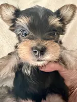 Claire, a female Yorkshire Terrier for sale in Bixby, OK – 4 of 4