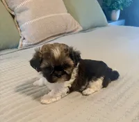 Barney , a male Shih Tzu for sale in Bixby, OK – 3 of 6