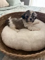 Samantha, a female Shih Tzu for sale in Bixby, OK – 3 of 3