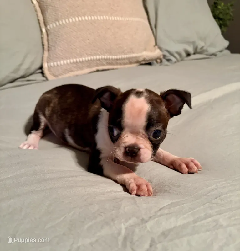 Sadie – Boston Terrier puppy for sale in Bixby, OK