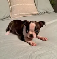 Sadie, a female Boston Terrier for sale in Bixby, OK – 1 of 5