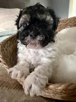 Carl, a male Shih Tzu for sale in Bixby, OK – 5 of 9