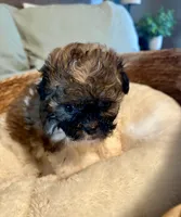 Petunia , a female Havanese and Shih Tzu for sale in Bixby, OK – 4 of 5