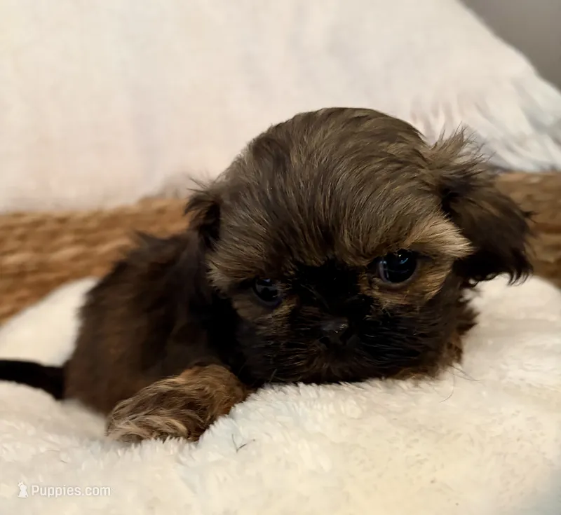 Coco – Shih Tzu puppy for sale in Bixby, OK