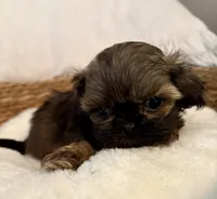 Coco, a male Shih Tzu for sale in Bixby, OK – 1 of 4