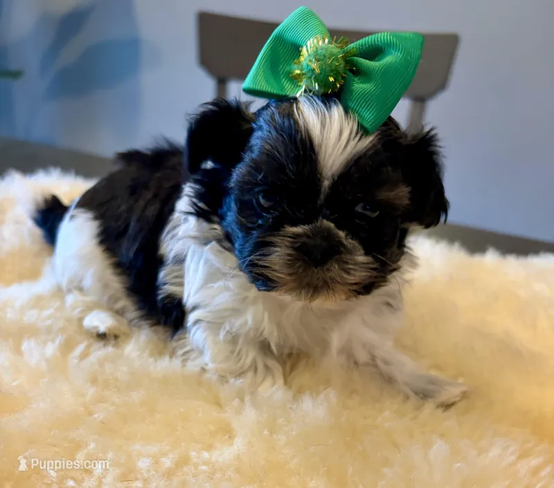 Panda – Shih Tzu puppy for sale in Bixby, OK
