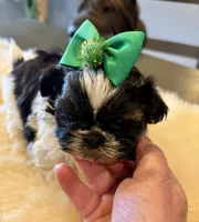 Panda, a male Shih Tzu for sale in Bixby, OK – Photo 3 of 3