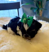 Panda, a male Shih Tzu for sale in Bixby, OK – Photo 2 of 3