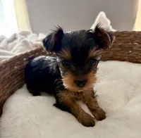 Susie, a female Yorkshire Terrier for sale in Bixby, OK – 3 of 4