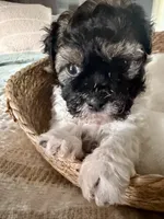 Carl, a male Shih Tzu for sale in Bixby, OK – 2 of 9